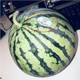 哈尔滨网红吃瓜,揭秘冰城美食圈的热辣故事