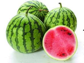 南瓜吃瓜不吃瓜的意思,揭秘南瓜的独特饮食习惯