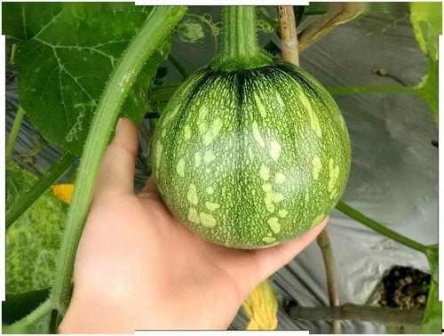 小沃吃瓜,揭秘娱乐圈那些不为人知的幕后故事