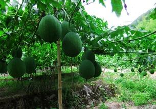 梦见女人吃吊瓜,解析女人吃吊瓜的神秘寓意