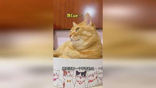 猫宝吃瓜,揭秘娱乐圈那些不为人知的幕后故事